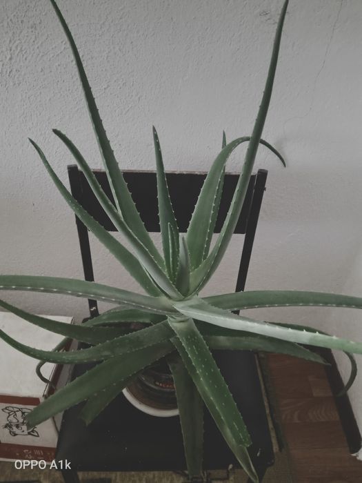 Личебной алоэ вера