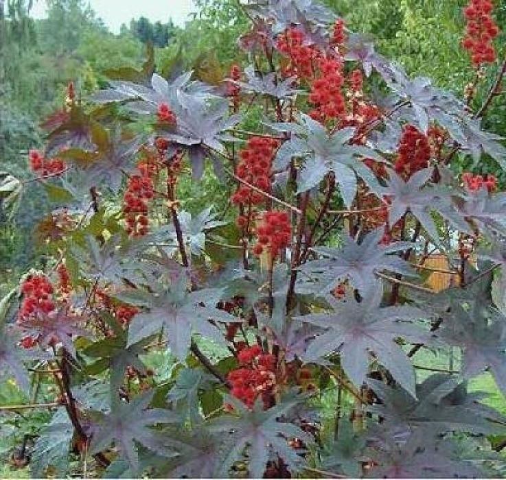 Бобено семе Рицин. Кърлежан реколта 2024 г.