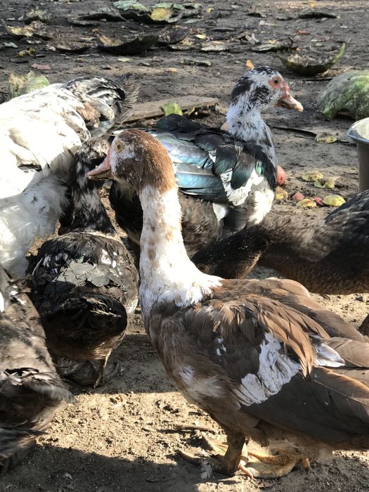 Продаются индоутки