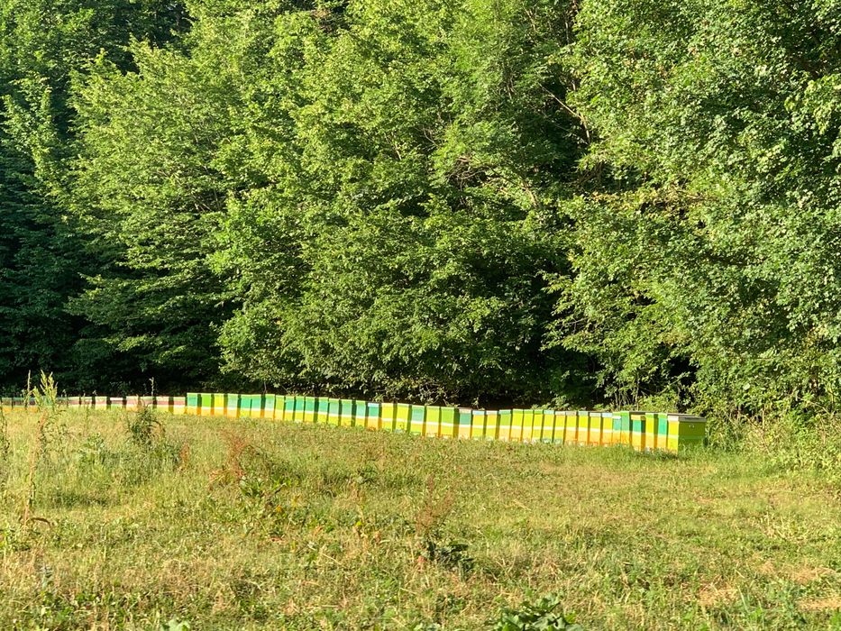 Dau stupi Populati pe 10 rame ,fund de plastic cu colector de polen și capac din tablă