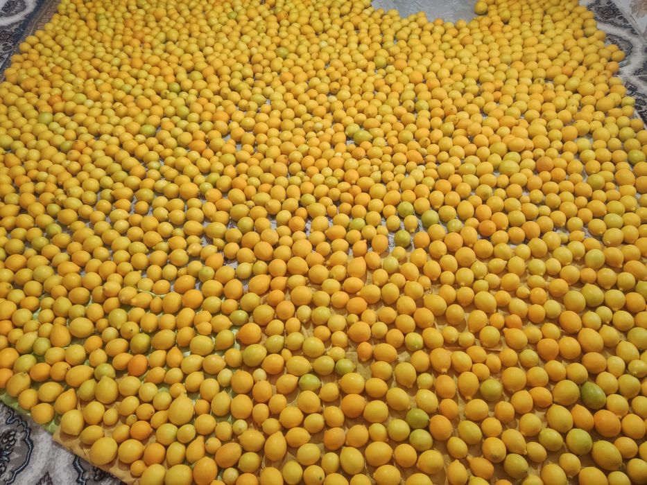 Якка чин лимон сотилади