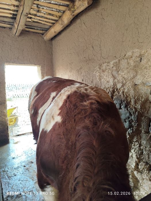 Buqa sotiladi smental