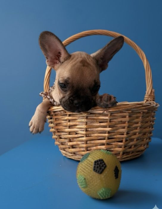 Девочки француженки