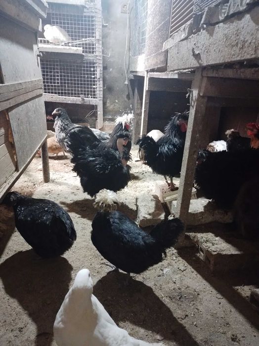 Пъдпъдъци , пилета ,яйца от декоративни кокошки.