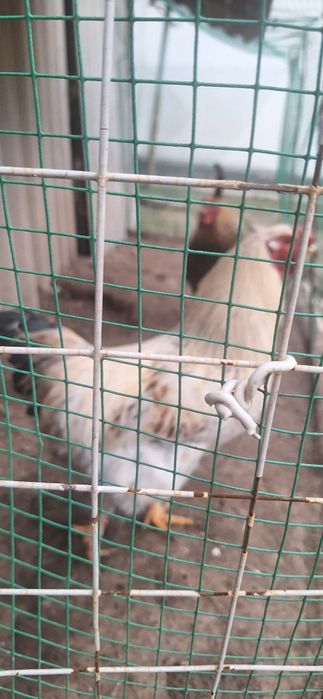 Продаются петухи