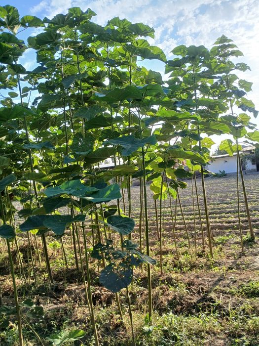 Pavloniya ko'chat sotiladi