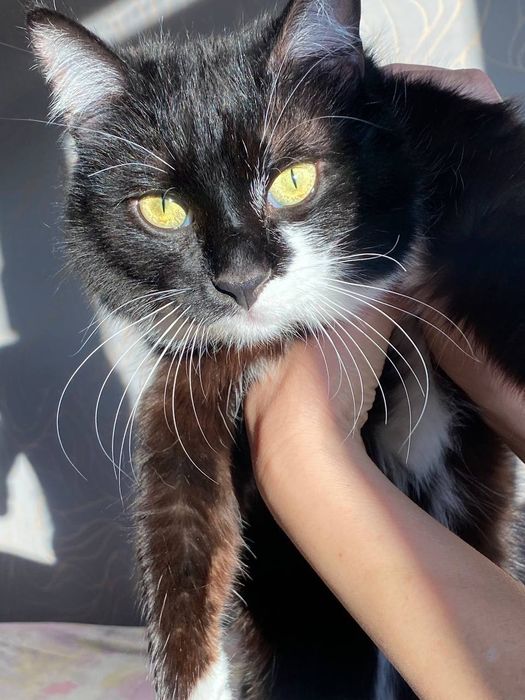 Молодой котик ищет дом