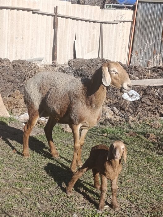 Арашан матка с ягненкам