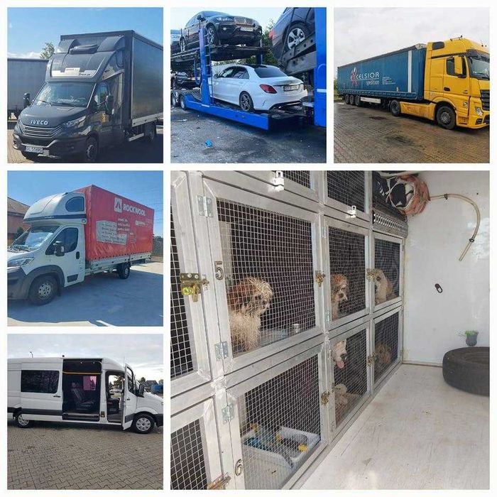 transport caini pisici romania spania