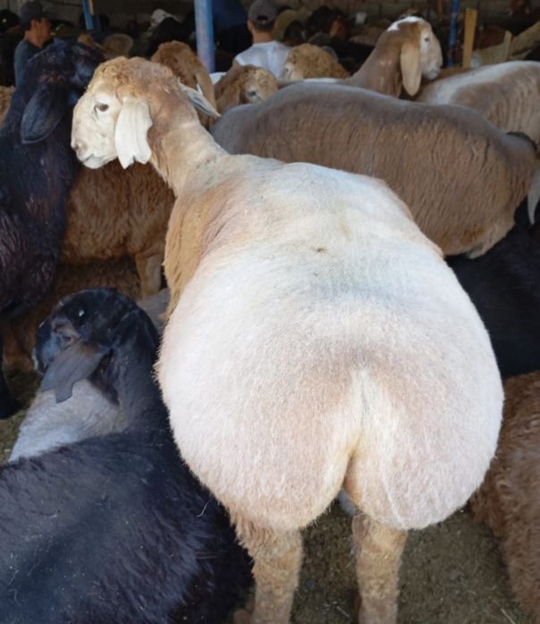 Кой Бараны токтушки продаётся Г.АЛМАТЫ