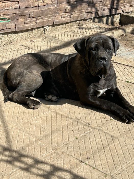 Малки кучета Кане Корсо