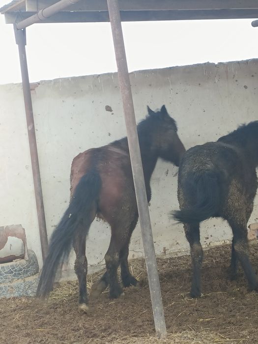 Дөнежін байталдар