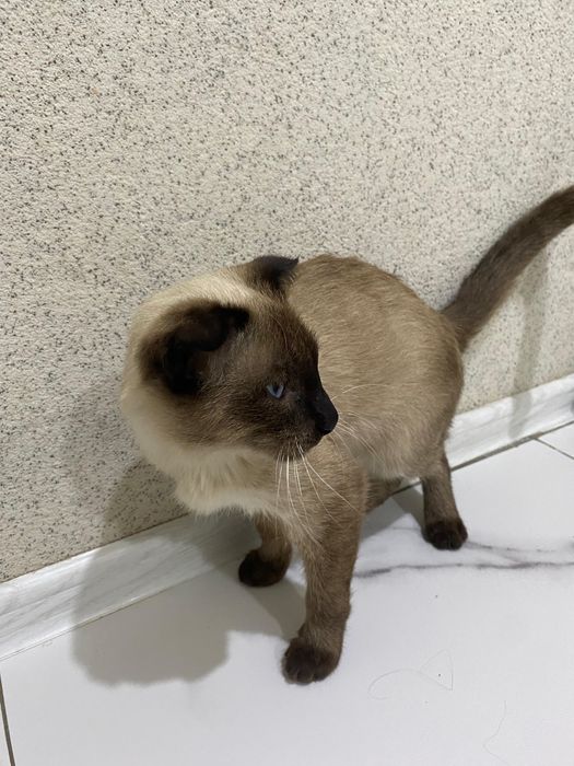 Мысык сатыладыы!!