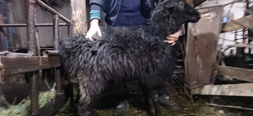 Qo'y sotiladi. 1,5 yosh, qisir, eb ichishiga javob. Продаю ярку. Возра