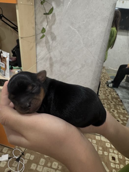 Йоркширский терьер бронь