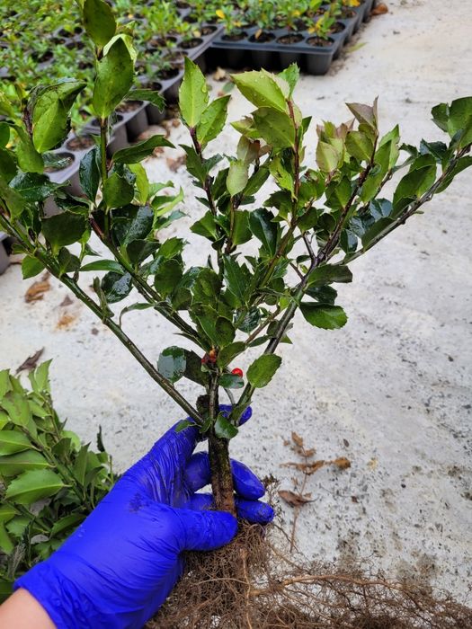 Ilex mers. Heckenfee 35-40 cm - foarte ramificat