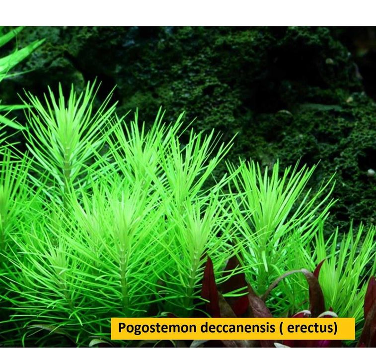 Oferta Plante rare de acvariu - Preturi economice