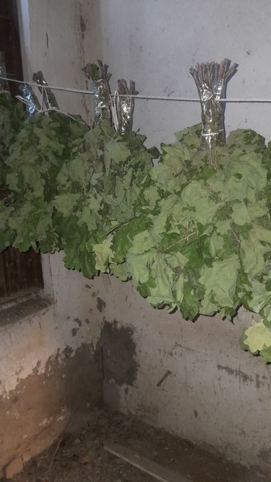 Веники Дубовые для Бани.