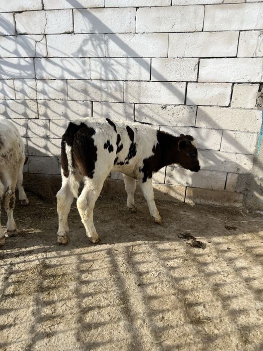 Vand 11 taurasi intarcati