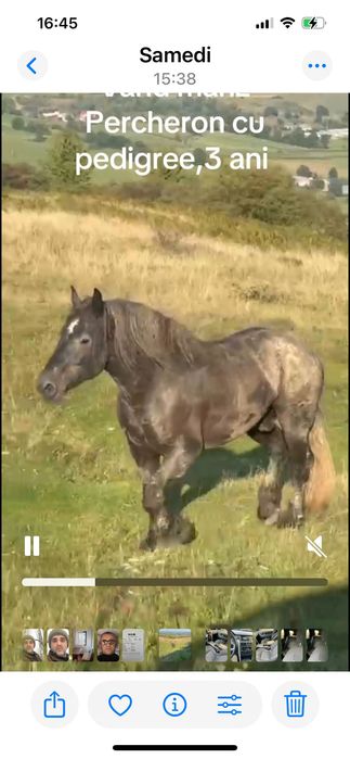 Vand manz Percheron 3 ani si monta pentru cei interesati