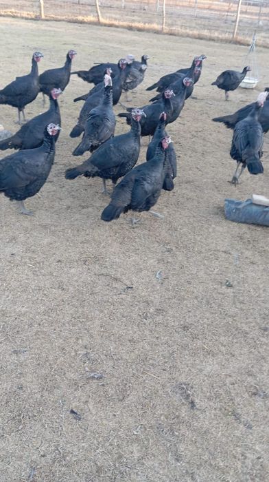 Үндіктер сатылады. 30000