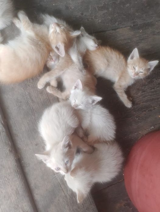 Отдам котят в хорошие руки