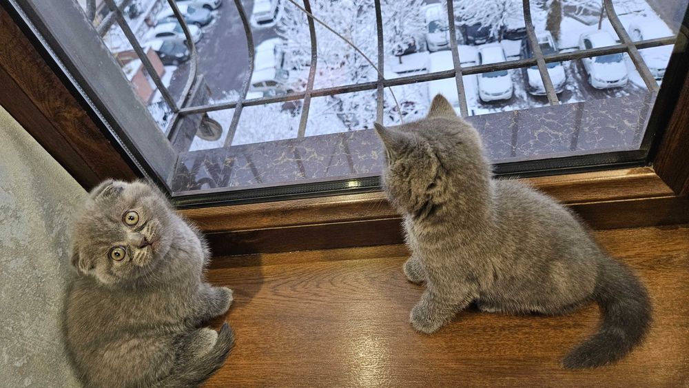 scottish fold Котята