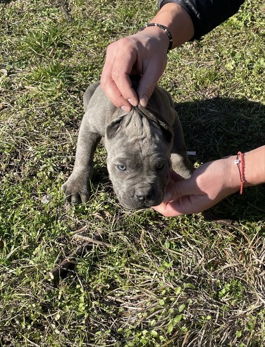 Кане Корсо Сивии