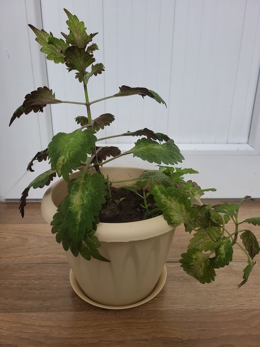 Цветы домашние продам.