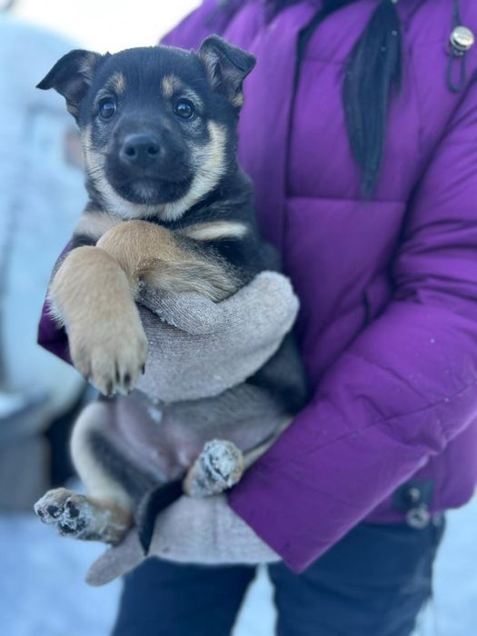 Отдам щенят в хорошие руки