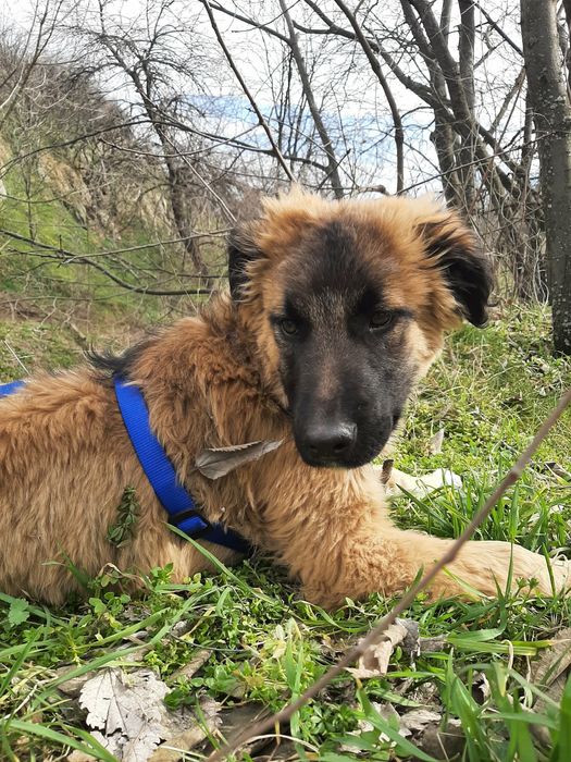 Мъжко кученце на 4-5 месеца търси спешно дом!