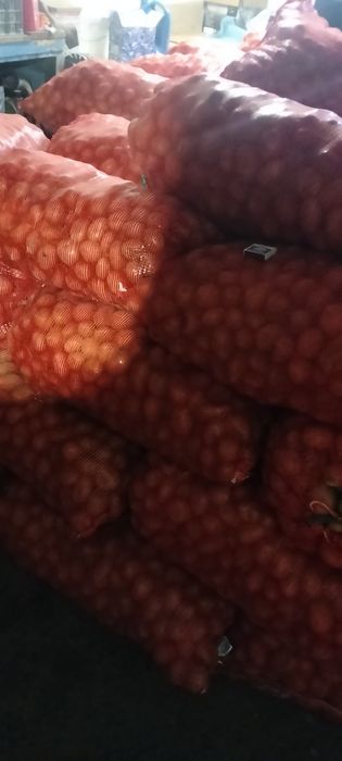 Семена картошки КРОНА