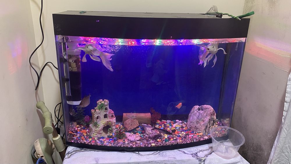 Продам комплект аквариум с рыбами в комплекте