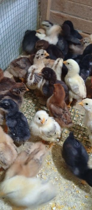 Хонаки товук жужалари сотувда