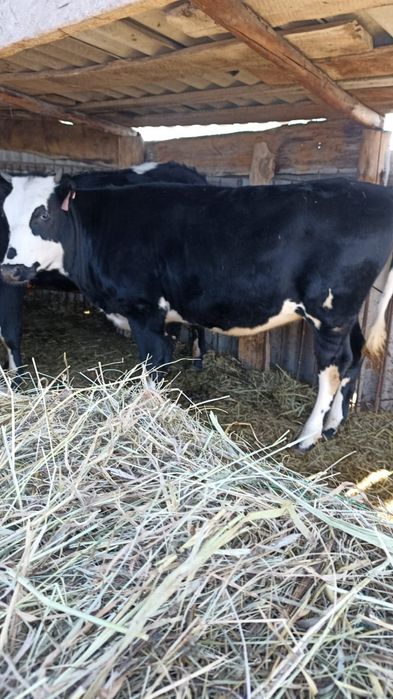 Бычек, телочка породистые