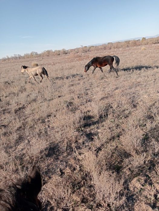 Жылқы етін сатамын!