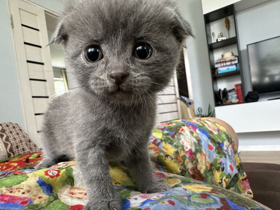 Котенок девочка британец