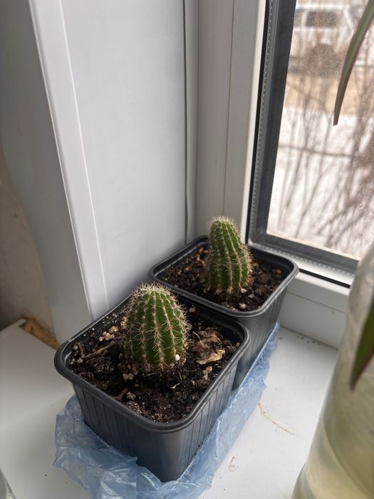 Цветы по 1000 распродажа