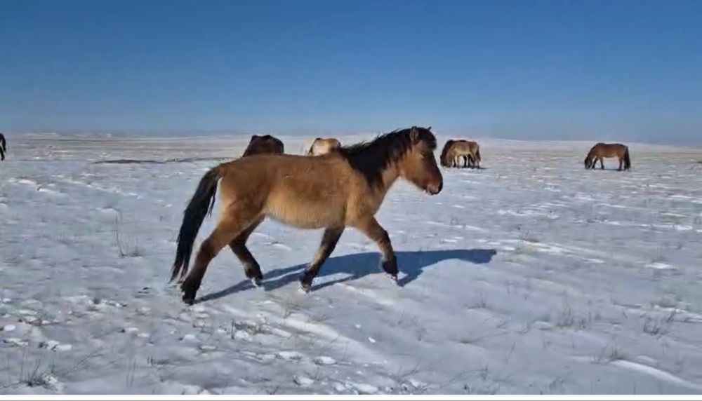 Мұғалжар байталдар сатылады