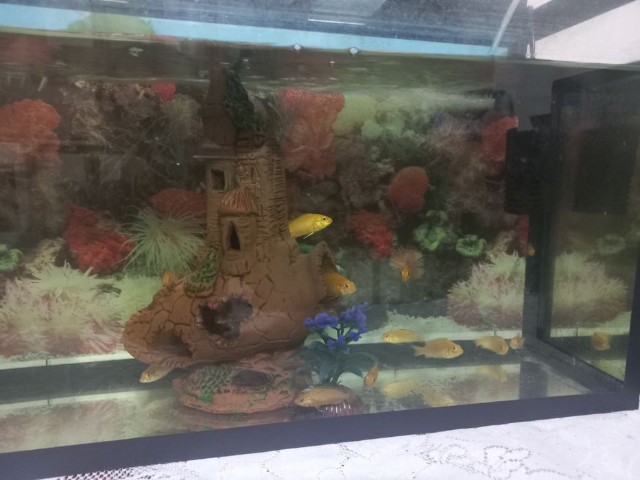 Yellow baliqlari