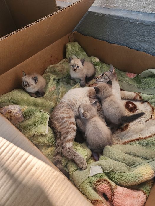 Котята сиамские 10000