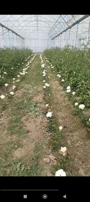 Gallaniski atirgullar kuchati sotiladi