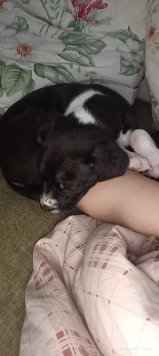 Пропала собака!!!