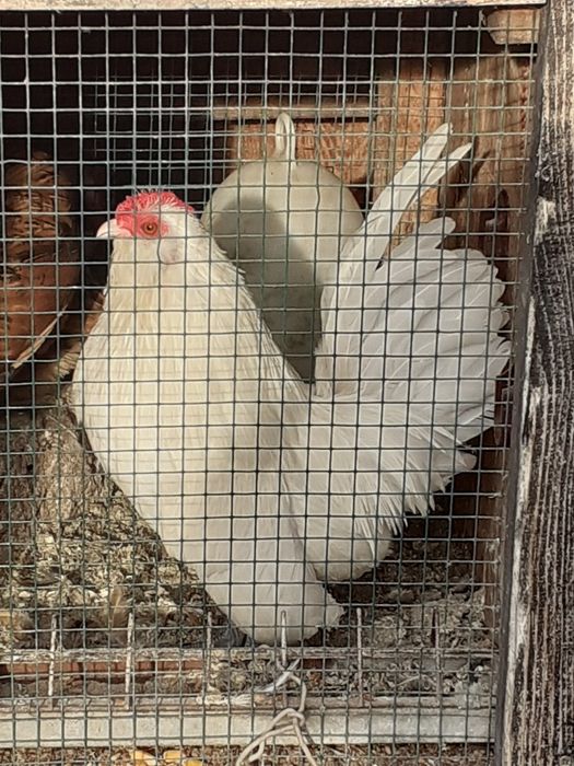 Vand  gainute barboase  anwers