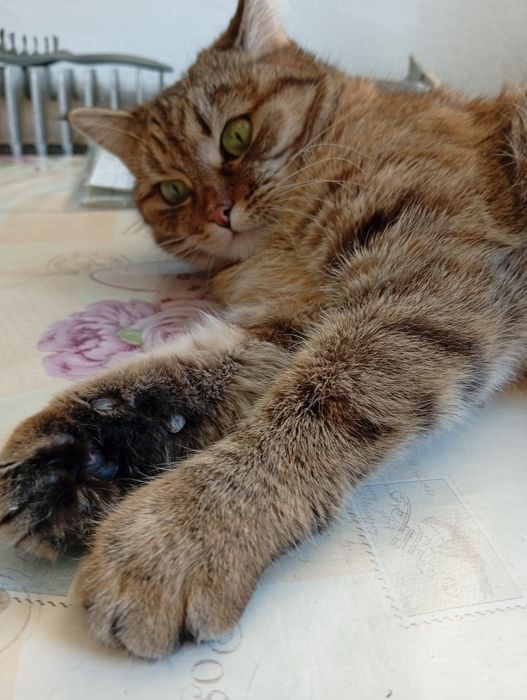 Ищет ответственных хозяев