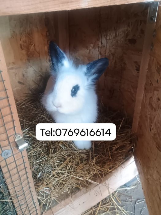 Vând femelă cap de leu