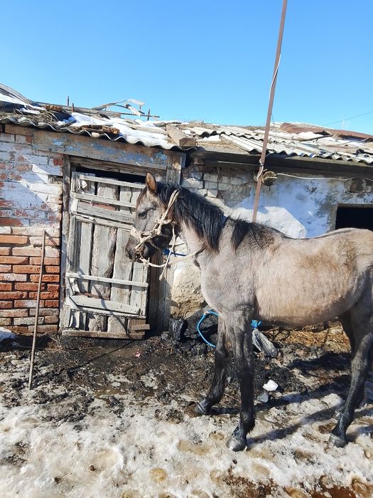 1,5 жасар тай сатылады