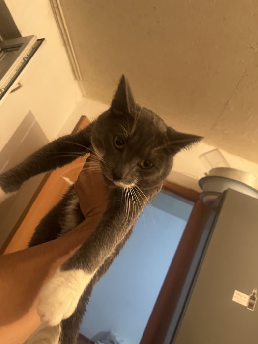 Кошки мысык коттттт