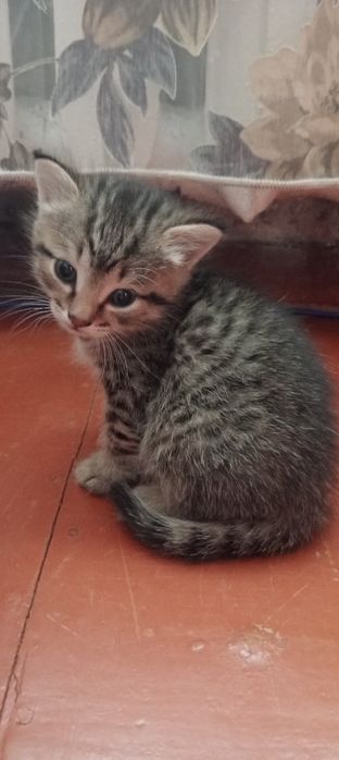 Отдам котят в хорошие руки