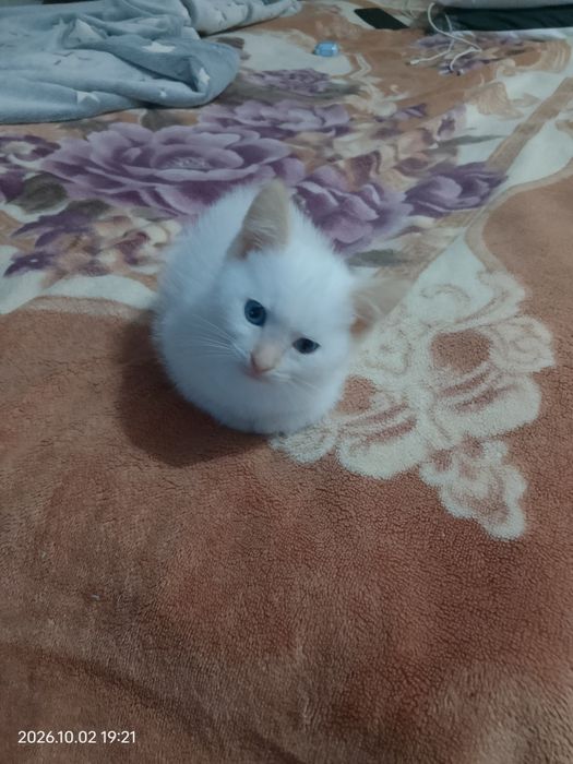 Котенок  в добрые руки